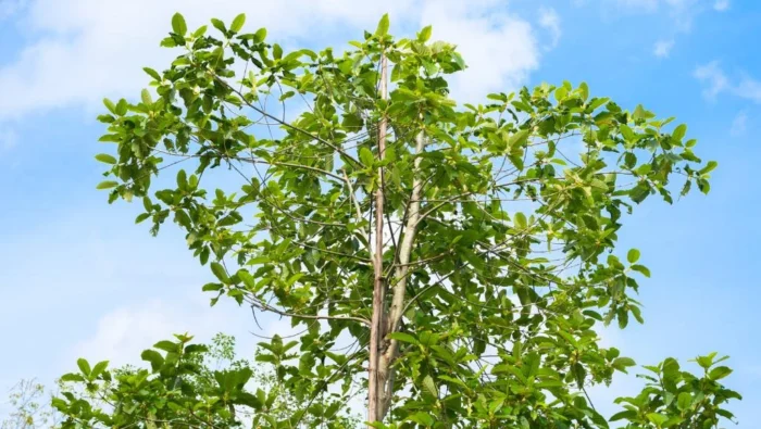 Der Kratom-Baum eine Pflanze mit Tradition